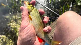 Summer tench and carp at Batleys [upl. by Woodson154]