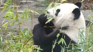 16 März Großer Panda Ailuropoda melanoleuca National Panda Day Tag des Pandas Giant Bear Meuyùng [upl. by Beitris]