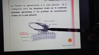 Le 2eme cours de biologie animale les étapes de la fécondation partie 23 [upl. by Mazel]