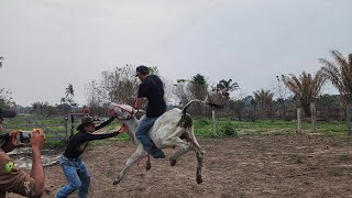 PRIMEIRA MONTARIA NO MEU NELORE Deu ruim saiu pulando feio [upl. by Aicilat630]