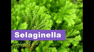 Selaginella  Basic information [upl. by Ehrsam338]