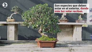 Mistral Bonsai  Cuidados básicos para el bonsái de exterior [upl. by Trembly]