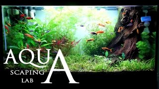 Aquascaping Lab  Tutorial Natural rich mix tank wood style size 80 x 35 x 45h 120 L Part 1 [upl. by Airebma]