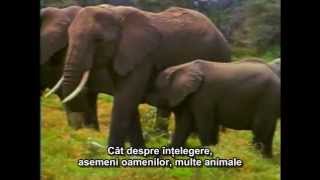 Pământeni Earthlings  Subtitrat în română [upl. by Ilatfan]