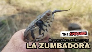 La Zumbadora Real  Drymarchon melanurus Colubridae [upl. by Luapnaes]