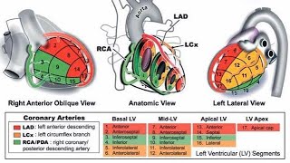 Coronary artery territories in Echocardiography and pocus [upl. by Guidotti760]