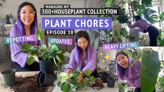 PLANT CHORES  Updates pruning propagating 💪 Repotting philodendrons holiday cacti sansevieria [upl. by Arno]