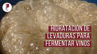 Hidratación de levaduras para fermentar vinos [upl. by Ettenahs208]