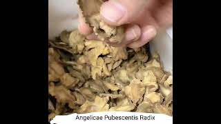 bulk high quality radix angelicae tuhuo natural dried Angelicae Pubescentis Radix herbalrcom [upl. by Ninehc502]