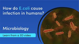 Types of E coli and how they infect humans  MediMagic  3D video [upl. by Loralyn]