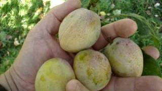 Picking plums as they ripen [upl. by Ennaeus]