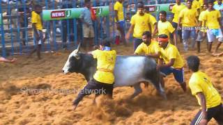 கோவை ஜல்லிக்கட்டு  2019  Mega Jallikattu held at Kovai Jallikattu jallikattukovai [upl. by Irtimd938]