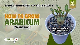 Adenium Arabicum Plant Care । How To Grow Arabicum Chapter 2 । Adenium Plant Ka Care Kaise Kare 🌱🌱 [upl. by Birkner]