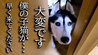 深夜にハスキー犬がくんくん騒いでるのでついて行くと子猫が [upl. by Inig]