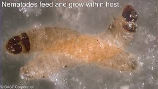 Codling Moth Larvae treated with Nemasys® C beneficial nematodes [upl. by Revlis778]