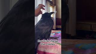 Pin Feather Preening  15 Year Old Male Craven Romeo birds animals pets raven crow shorts [upl. by Karleen]