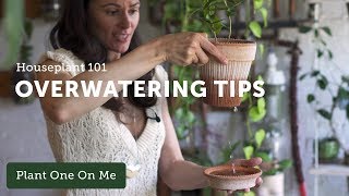 Houseplant 101 Tips for People Who Overwater Houseplants — Ep 121 [upl. by Missie663]