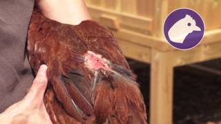 Nettex poultry  Antifeather pecking spray [upl. by Aneerbas633]