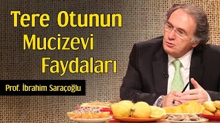 Tere Otunun Mucizevi Faydaları  Prof İbrahim Saraçoğlu [upl. by Bollen404]