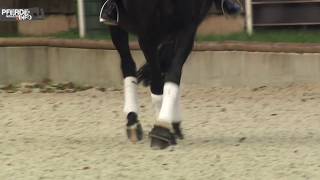 Lektionen reiten Die Traversale wwwpferdemagazininfo [upl. by Hephzibah441]