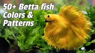 Betta Fish Colors And Patterns You Must Know 50 types [upl. by Meyeroff]