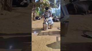 😱आज cow किसी की औकात dairyfarm देखकर से 👀बेइज्जत youtubeshorts मत करना कभी 🙏🏻🥷🐄 [upl. by Acirderf]