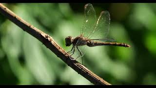 Libelle isst in Zeitlupe Makro dragonfly eating in slowmotion macro dragonfly insects macro [upl. by Prudy]