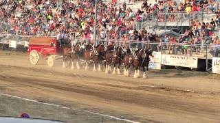 BUDWEISER CLYDESDALES ARMADA FAIR DOG FALLS OFF THE WAGON [upl. by Ahsiemal]