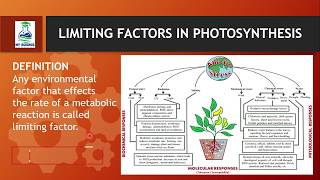 Limiting Factors in Photosynthesis [upl. by Jeaz93]