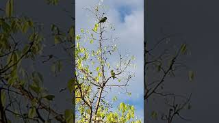 Aratinga Ojiblanca 2 Psittacara leucophthalmus birds nature travel [upl. by Julienne]