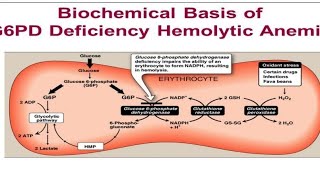 شرح G6PD [upl. by Anaibaf]