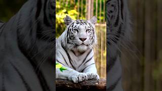 White Tigers Quick Facts whitetiger tigerfacts animalshorts wildlifeconservation [upl. by Suirauqed520]