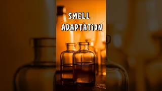 Why Do We Stop Noticing Certain Smells shorts shortvideo science smell adaptation [upl. by Emearg]