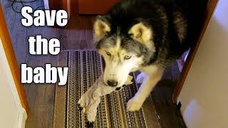 My Husky Oakley Needs To Save Her Puppy Her Baby Racoon [upl. by Nwahsyd386]