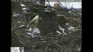 Immature eagle does a fly by at the Pittsburgh Hays bald eagles [upl. by Pavla528]