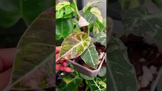 Planta alocasia black velvet variegada [upl. by Ameh757]