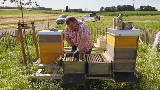 Ein neues Zuhause für 40000 Bienen [upl. by Delaney634]