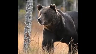 62 Minutes Of Terrifying Bear Attacks [upl. by Etnuahc816]