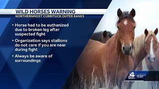 You will get trampled kicked bit or worse Warning about wild horses on NC beach [upl. by Dib423]