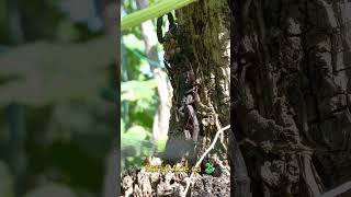 A stand off between 2 scorpions 🦂 belize amazingjungles wildlife mytakeonhomeandgarden [upl. by Reham862]