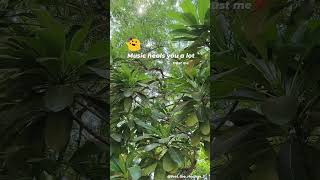 beetein lamhe 🤍naturevibes viral statusvideo trendingmusic [upl. by Rad]