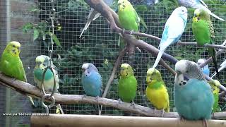 10 minuten parkieten plezier  10 minutes of budgie fun [upl. by Tesil36]