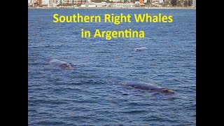 Southern Right Whales in Puerto Madryn Argentina [upl. by Eladnwahs600]