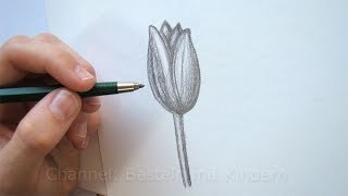 Zeichnen lernen Blume zeichnen  Tulpe malen lernen mit Bleistift  Einfache Blüte [upl. by Ecnadnac914]