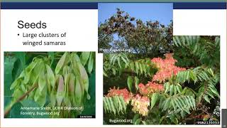 Identifying Treeofheaven Ailanthus altissima [upl. by Horwitz]