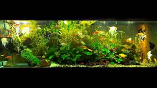 Angelfish community tank [upl. by Durman871]