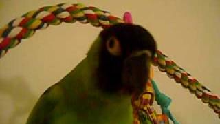 Lucky the nanday conure talking [upl. by Hercules]