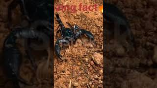 fact amazing amazingfacts facts youtubeshorts ytshorts [upl. by Guibert77]