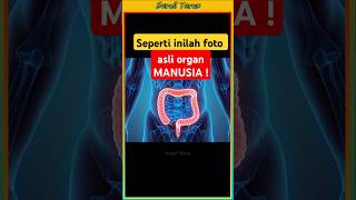 Seperti inilah organ tubuh manusia asli shorts [upl. by Azile]