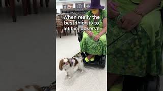 Small service dog observes in scary section of grocery store servicedogtraining servicedog [upl. by Koo84]